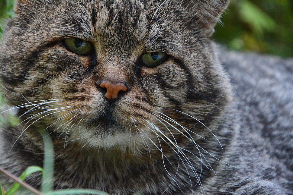 brown tabby cat, Cat, Muzzle, Sad HD wallpaper