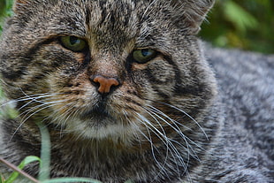 brown tabby cat, Cat, Muzzle, Sad