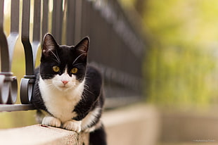 tuxedo cat on concrete wall