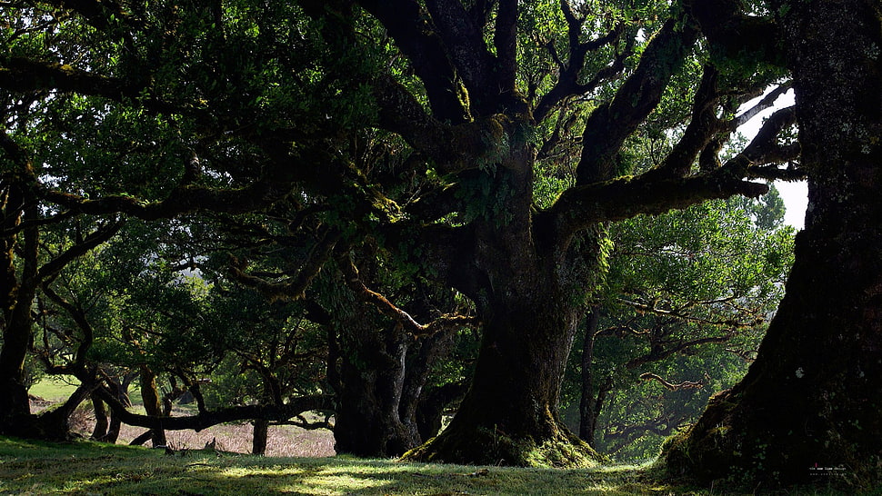 green leafed trees, nature, landscape, trees, shadow HD wallpaper