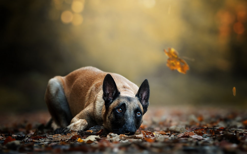 adult mahogany Belgian malinois, dog, animals, leaves, fall HD wallpaper