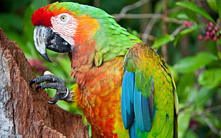 Scarlet Macaw Parrot HD wallpaper