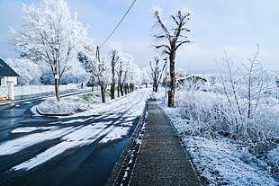 snow on the road and trees