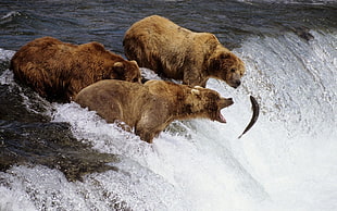 three brown bears and gray fish, bears, animals, fish, water