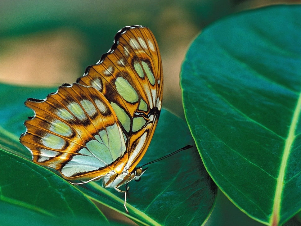 close up focus photo of a Malachite butterfly on green leaf HD wallpaper