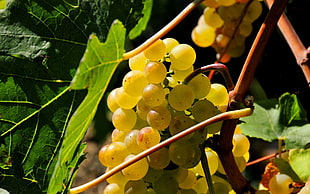 green seedless grapes under sunny sky