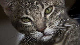 silver tabby cat, face, cat, animals, eyes HD wallpaper