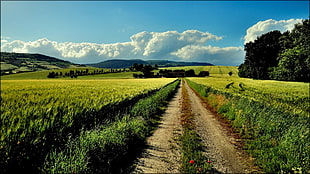 green grass field, nature, landscape, path, farm HD wallpaper
