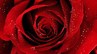 red rose macro photography HD wallpaper