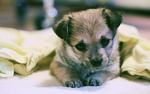 tan and black sable border terrier puppy with yellow blanket