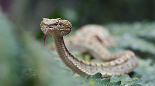 gray snake, vipers, tongues, animals, snake