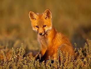 shallow focus photography of brown fox on green grass ground