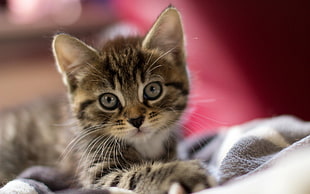 gray tabby kitten lying on gray comforter HD wallpaper