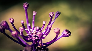 selective focus photography of purple verbena flower