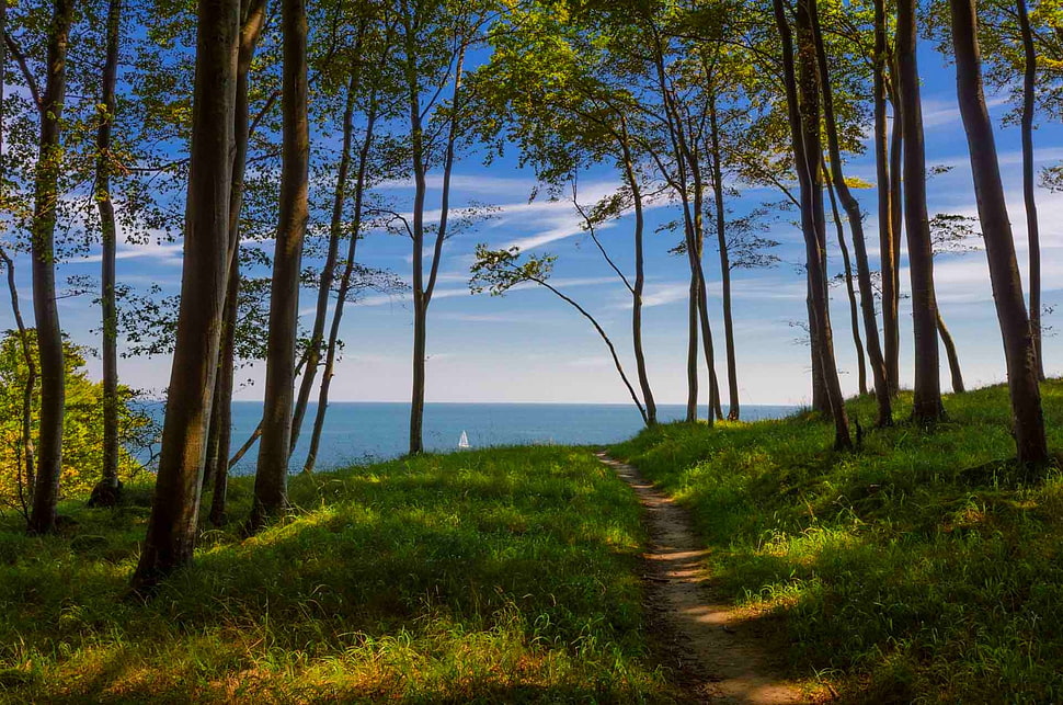 green grass field, forest, path, sea, trees HD wallpaper