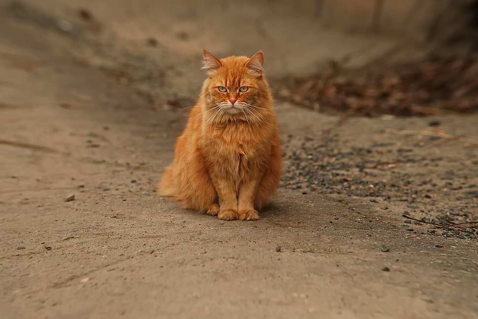 adult orange tabby cat, animals, cat HD wallpaper