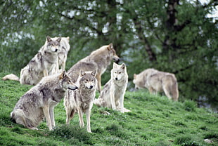 shallow photography on pack of white Wolves during daytime