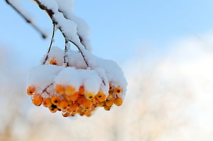 snow on orange fruit at daytime closeup photography HD wallpaper