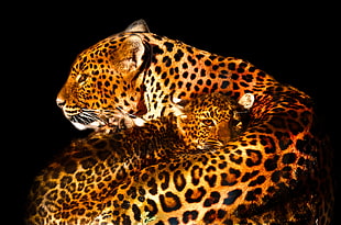 family of leopard close-up photo HD wallpaper