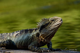 Iguana on gray asphalt beside body of water, water dragon