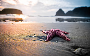 red star fish, landscape, starfish, beach HD wallpaper