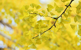 yellow ginkgo leaves HD wallpaper