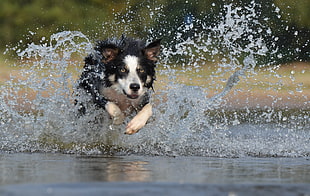 black and white dog running on water