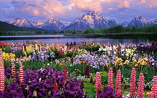 bed of flowers near river