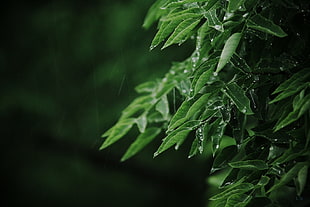 green leafed plant, macro, leaves, rain, water drops