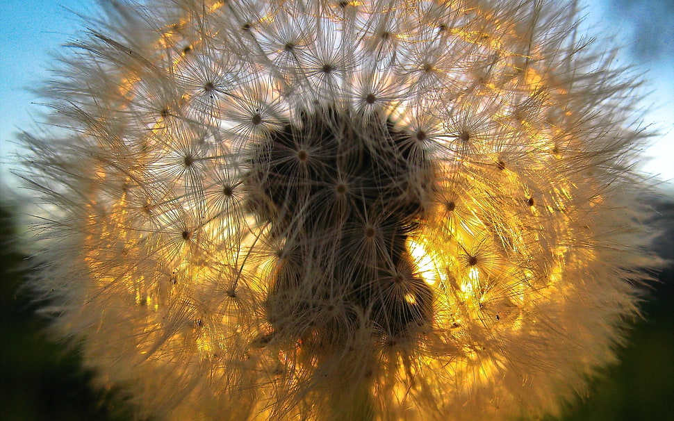 close up photography of white dandelion HD wallpaper