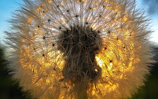 close up photography of white dandelion