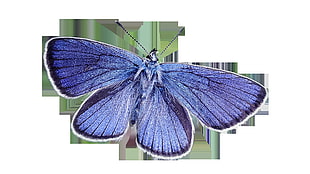 Common Blue Butterfly HD wallpaper