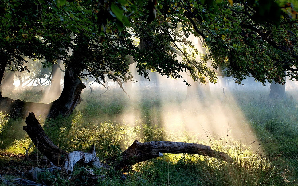 green leafed tree, forest, sunlight HD wallpaper
