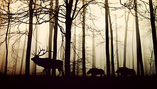 silhouette of Deer and wild boar in mist forest HD wallpaper