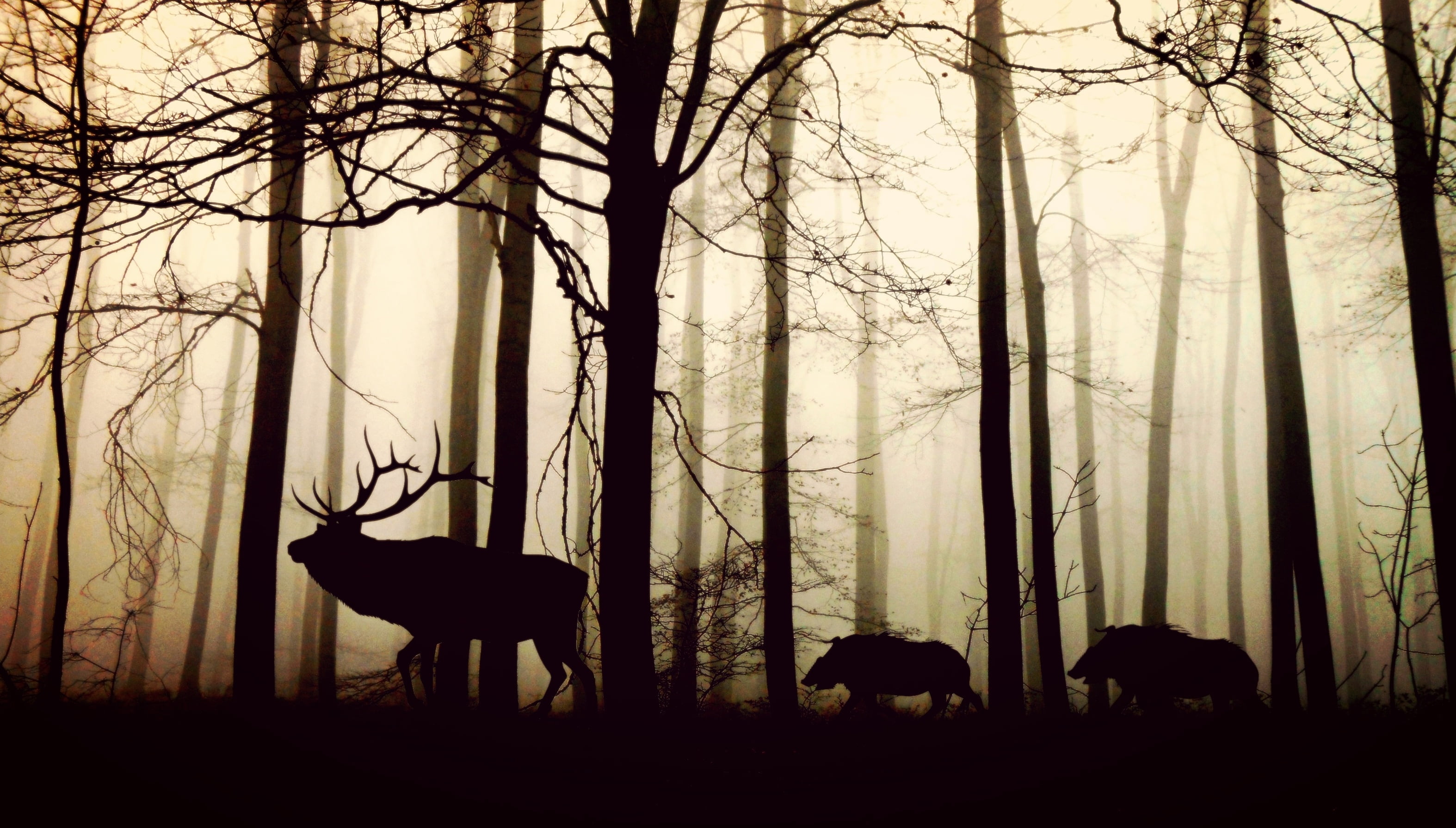 silhouette of Deer and wild boar in mist forest