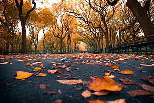 dried leaf on road during daytime, york, central park