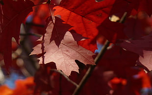 red Leaves Photo HD wallpaper
