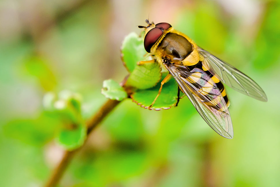 yellow and black hoverfly on green leaf during daytime, flowering quince HD wallpaper