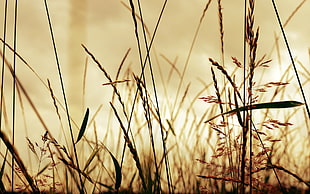 selective photo of grains