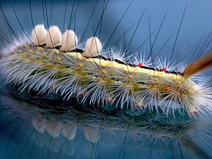 yellow and black Tussock Moth Caterpillar HD wallpaper