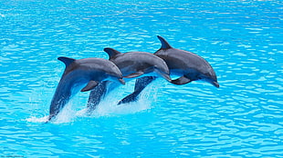 three gray dolphins, dolphin, sea, animals