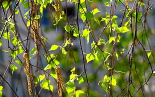 shallow focus of green leaves