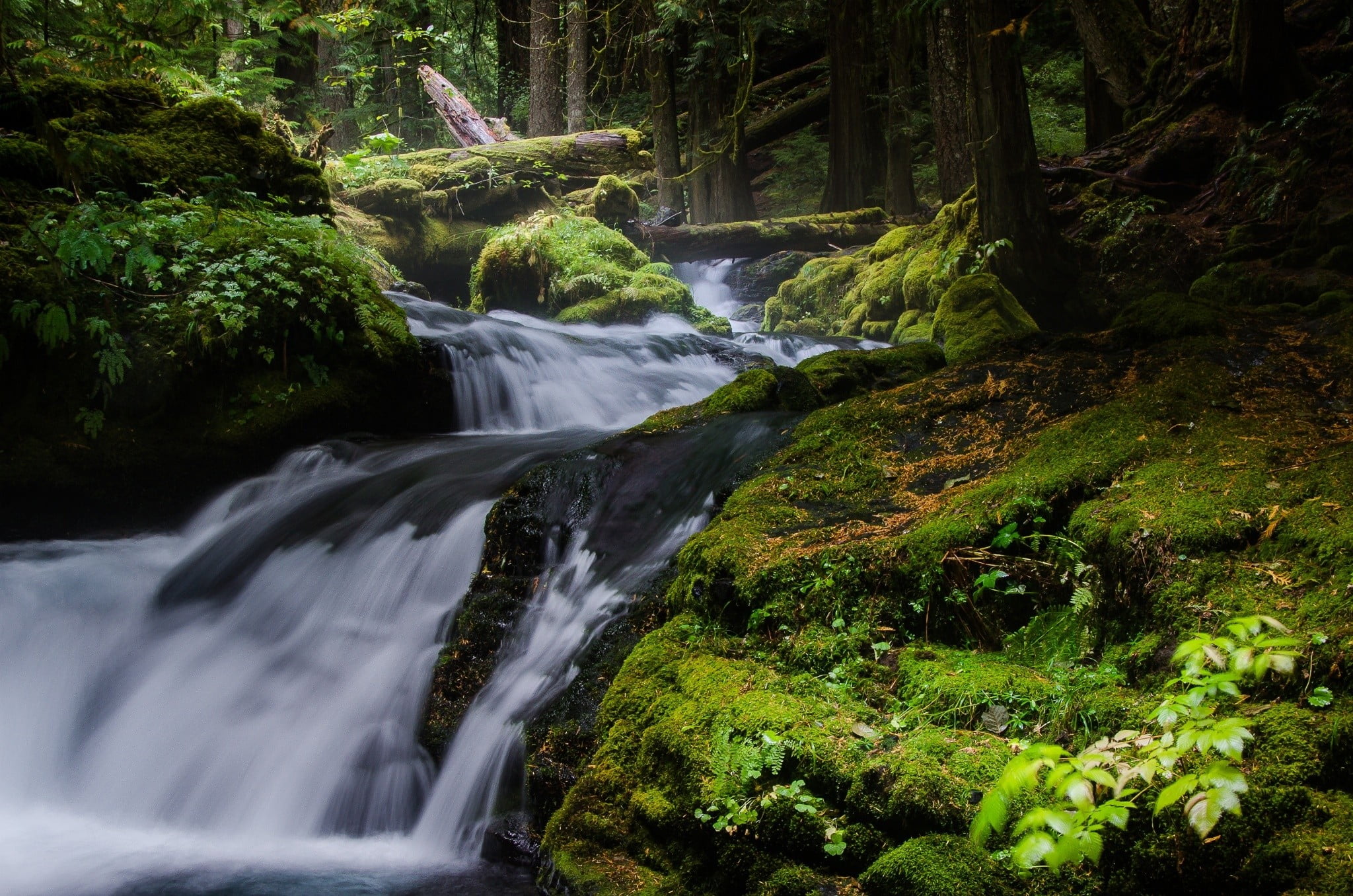 green plant, forest, landscape, river