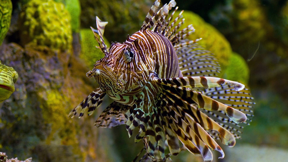 brown and beige lion fish, lionfish, fish HD wallpaper
