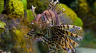 brown and beige lion fish, lionfish, fish