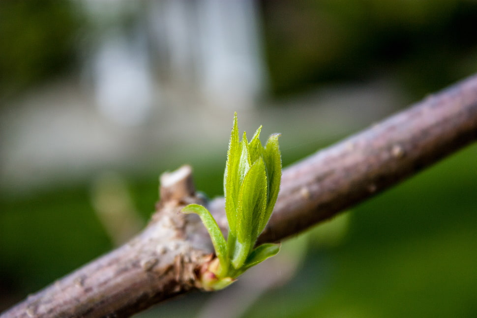 selective focus photography of green leaf buds on brown branch HD wallpaper