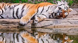 tiger lying on the stone fragment during daytime