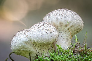 shallow focus photography of three white mushroooms, puffball