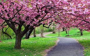 pathway surrounded by green grasses and cherry blossom trees
