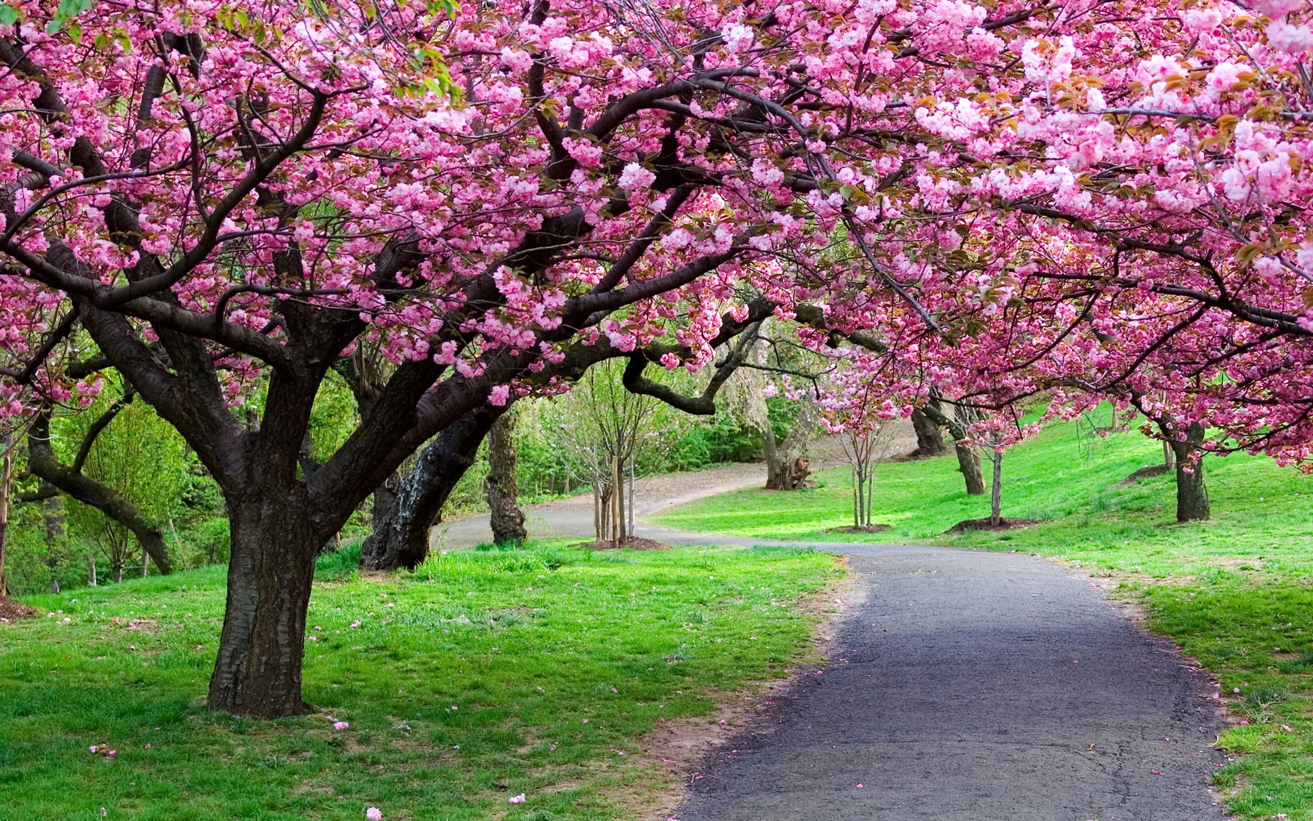 pathway surrounded by green grasses and cherry blossom trees